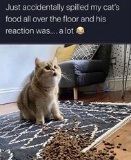 Cat Memes